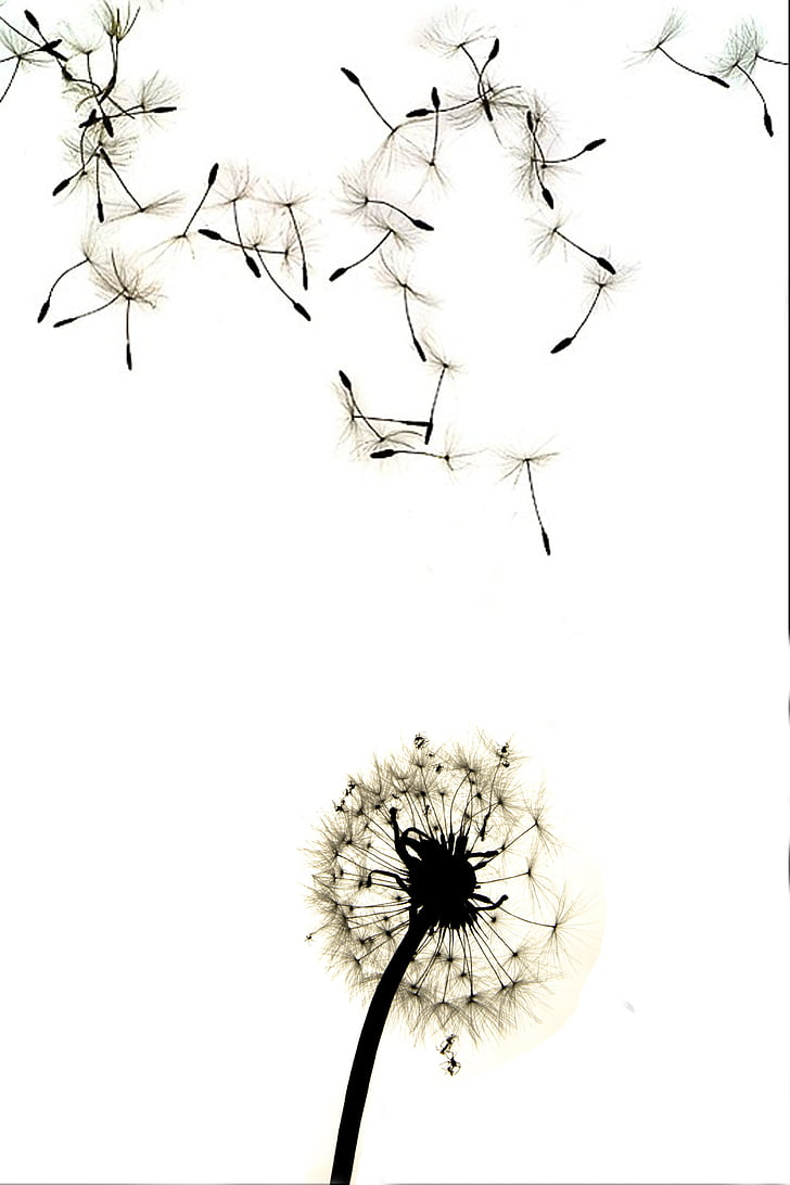 dandelion, contrast, high contrast, nature, plant, flower, branch