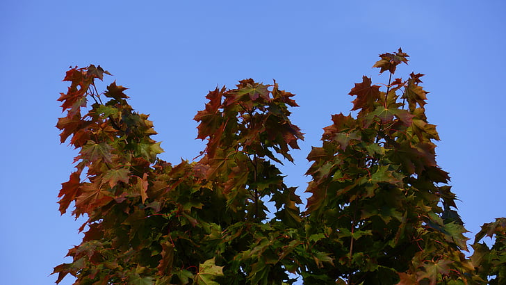 Outono, cores de outono, Maple, céu azul