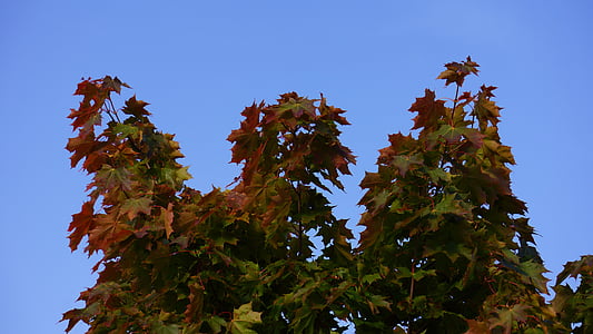 autumn, fall colors, maple, blue sky