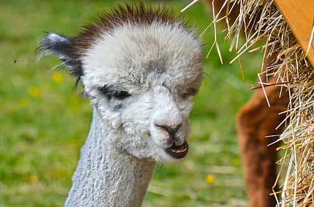 alpaca, animal, wildlife photography, fluffy, cute, creature, livestock