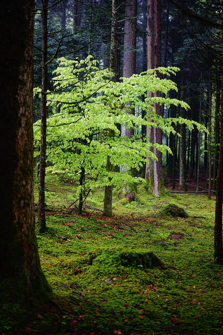hutan, Beech, daun, pohon, alam, strain, suasana hati