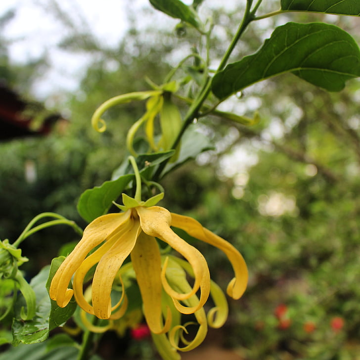 kukat, Seulanga, keltainen kukinta, tyypillinen Acehin