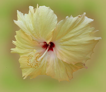 Hibiscus, puķe, zieds, Bloom, dzeltena, augu, malva