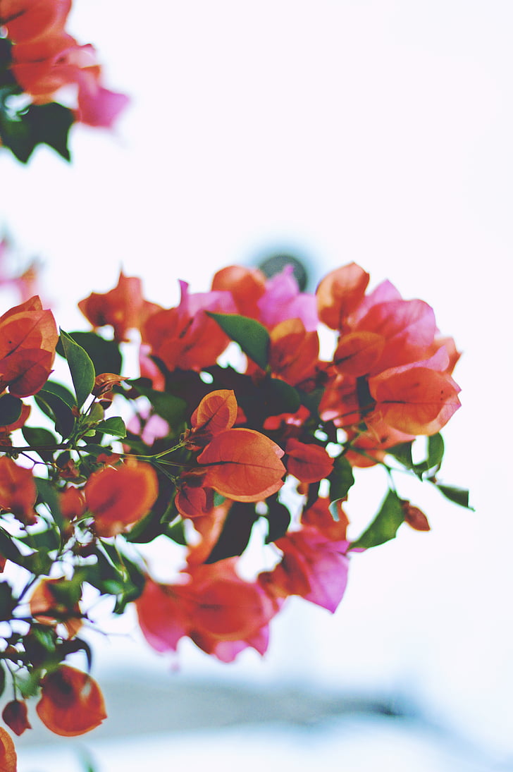 Gylis, lauko, fotografija, oranžinė, rausvai raudona, Bugenvilija, gėlė