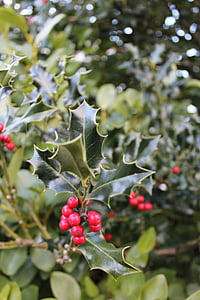 Holly, czerwony, jagoda, roślina, Boże Narodzenie, liści, zielony