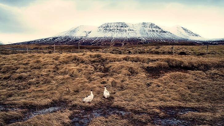 Islandija, puffins, ptice, krajine, sneg, gore, narave