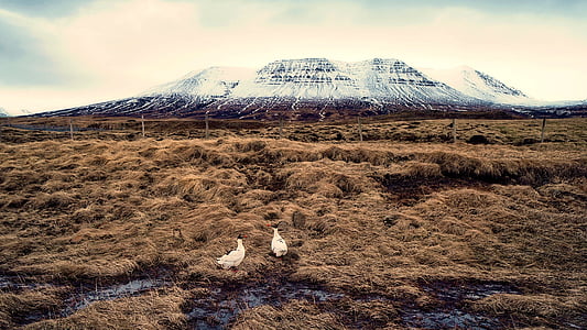 Islândia, papagaios, aves, paisagem, neve, montanhas, natureza
