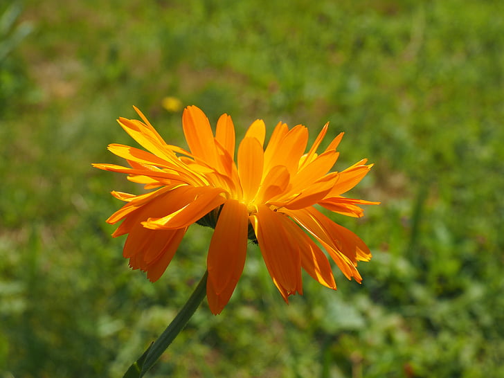 Marigold, bunga, Blossom, mekar, Orange, Calendula officinalis, berkebun