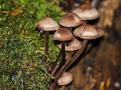 mushroom, forest, autumn, nature, fungus, plant, season