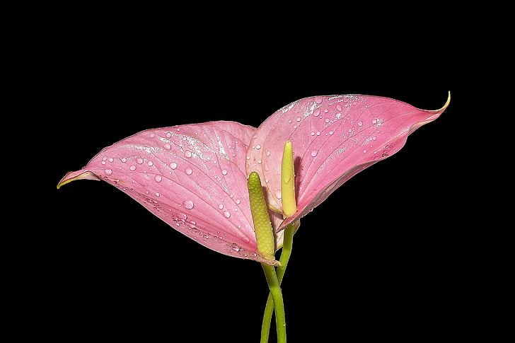 flower, pink calla, plants, macro, black background, fragility, petal