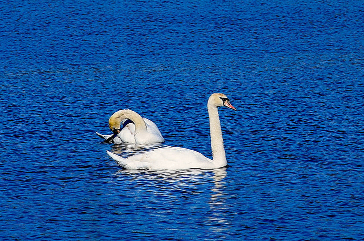 Swan, air, berenang, alam, burung, hewan, putih
