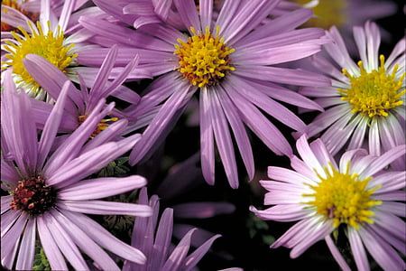flowers, aster, blossoms, blooms, macro, colorful, bright