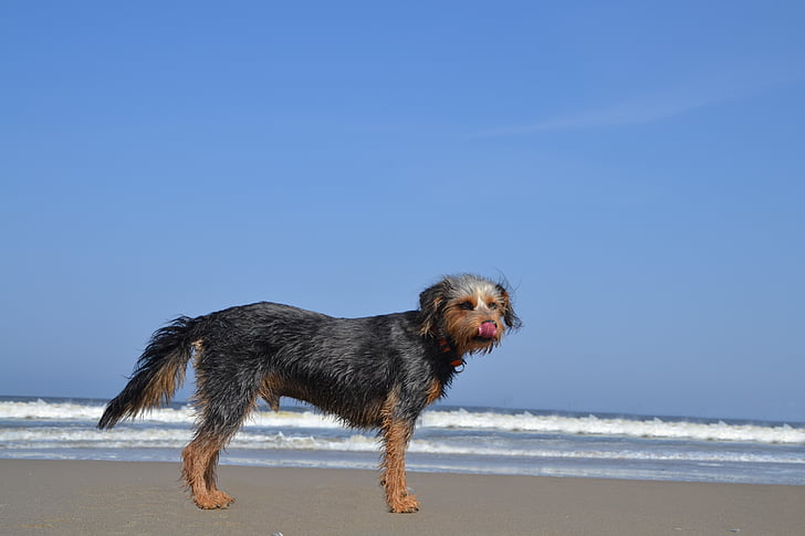 perro en la playa, yorkshire de Wiener, Terrier, híbrido, animal