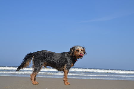 chien sur la plage, Wiener yorkshire, Terrier, hybride, animal