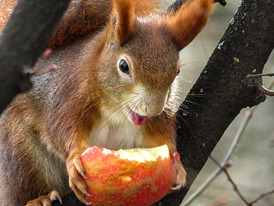 veverica, srčkano, rogljiček, jesti, drevo, pomlad, ljubko