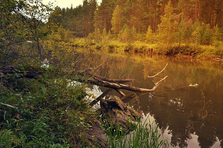 nature, landscape, trees, branches, river, sky, forest