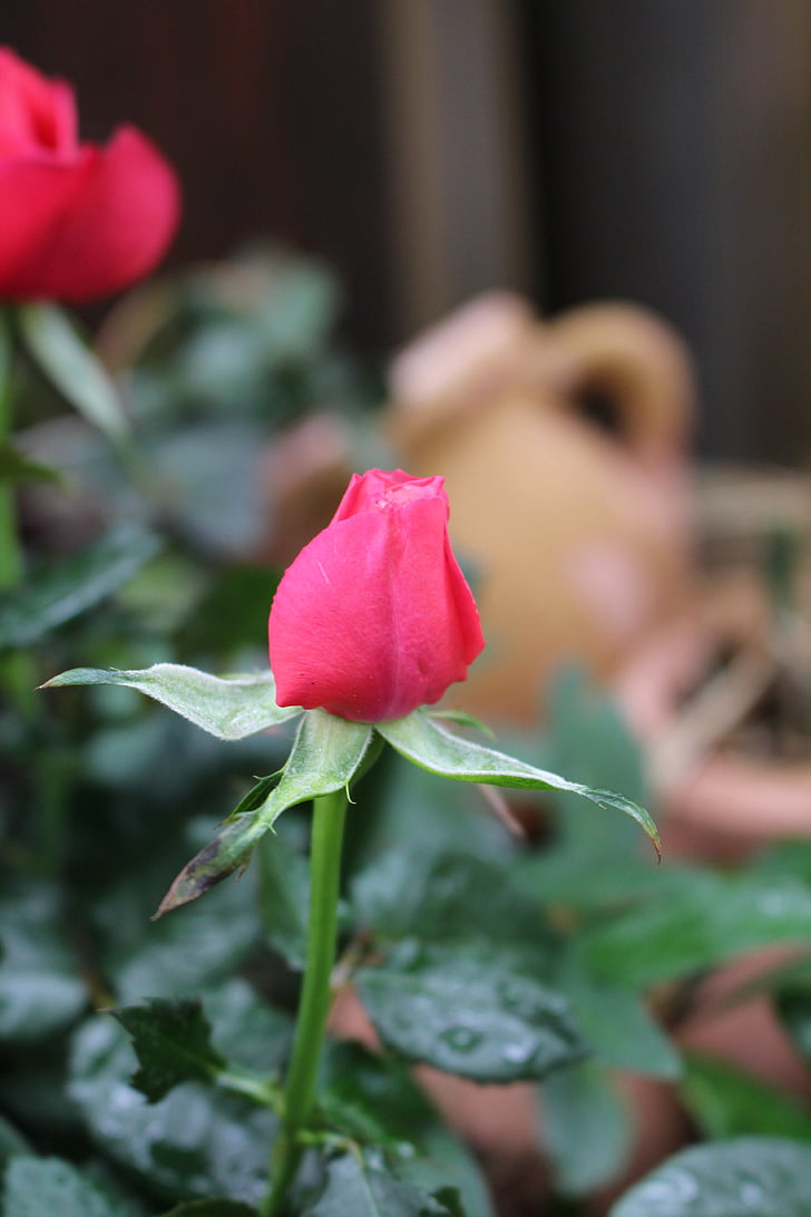 Розарій, квіти, завод, цвітіння троянди, Троянда, романтичний, Кохання