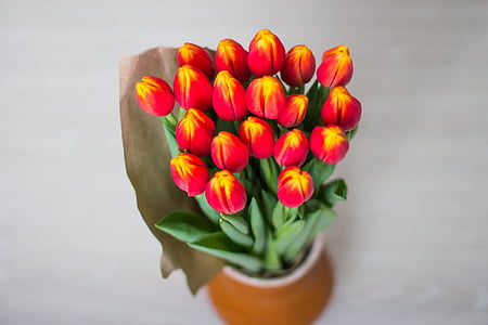 tulipani, buket, žena za, svijetle, više boja, žuta, Crveni