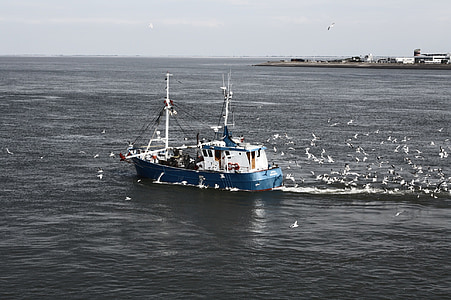 ship, sea, north sea, texel, fishing boat, seagull, lake