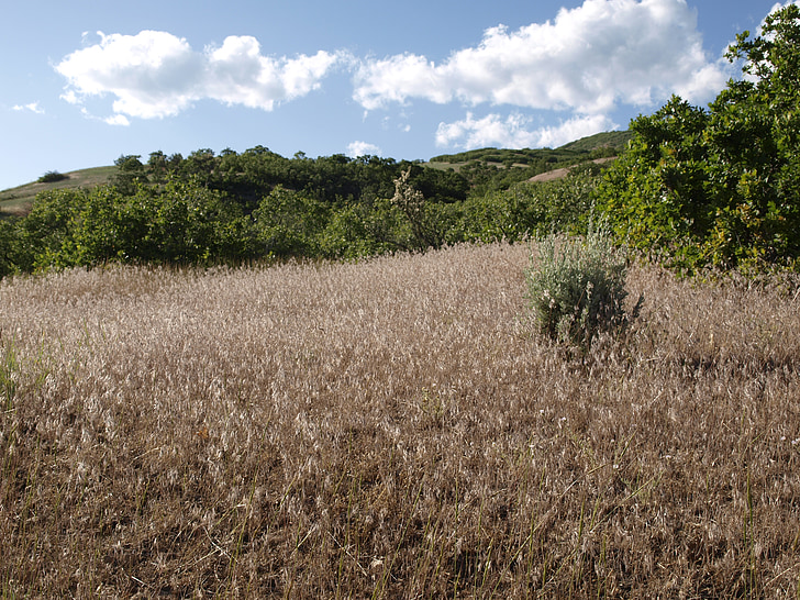 grass, field, landscape, nature