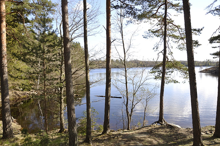 Forest lake, water, wildernis
