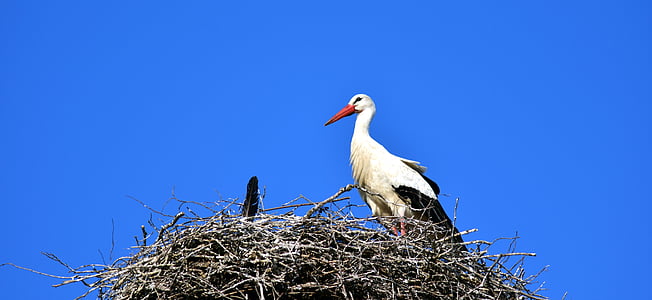 Stork, reden, fugl, storchennest, Rattle stork, Sky, racen