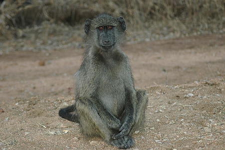 baby baviaan, Zuid-Afrika, Kruger Nationaalpark, baviaan