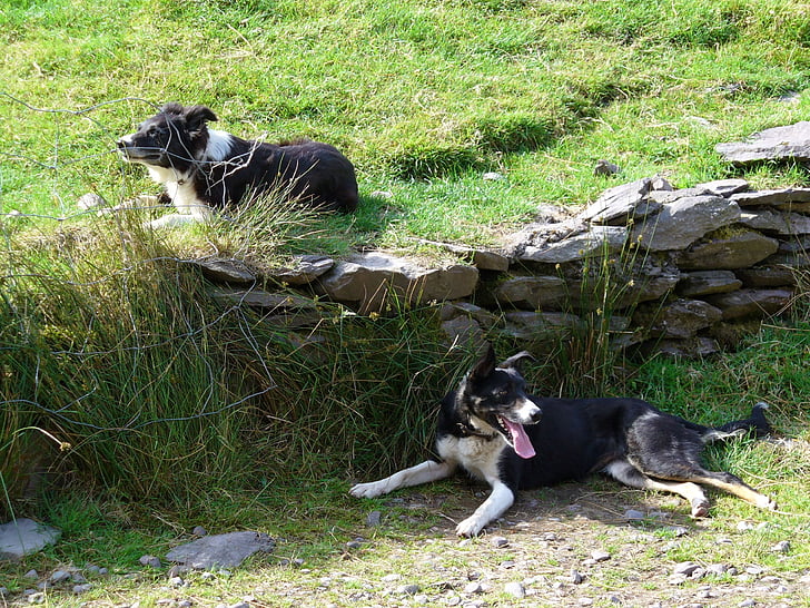 шотландско овчарско куче, кучета, животни, състезание, бозайник, куче, домашни любимци