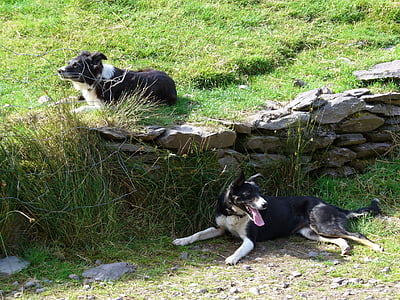 шотландско овчарско куче, кучета, животни, състезание, бозайник, куче, домашни любимци