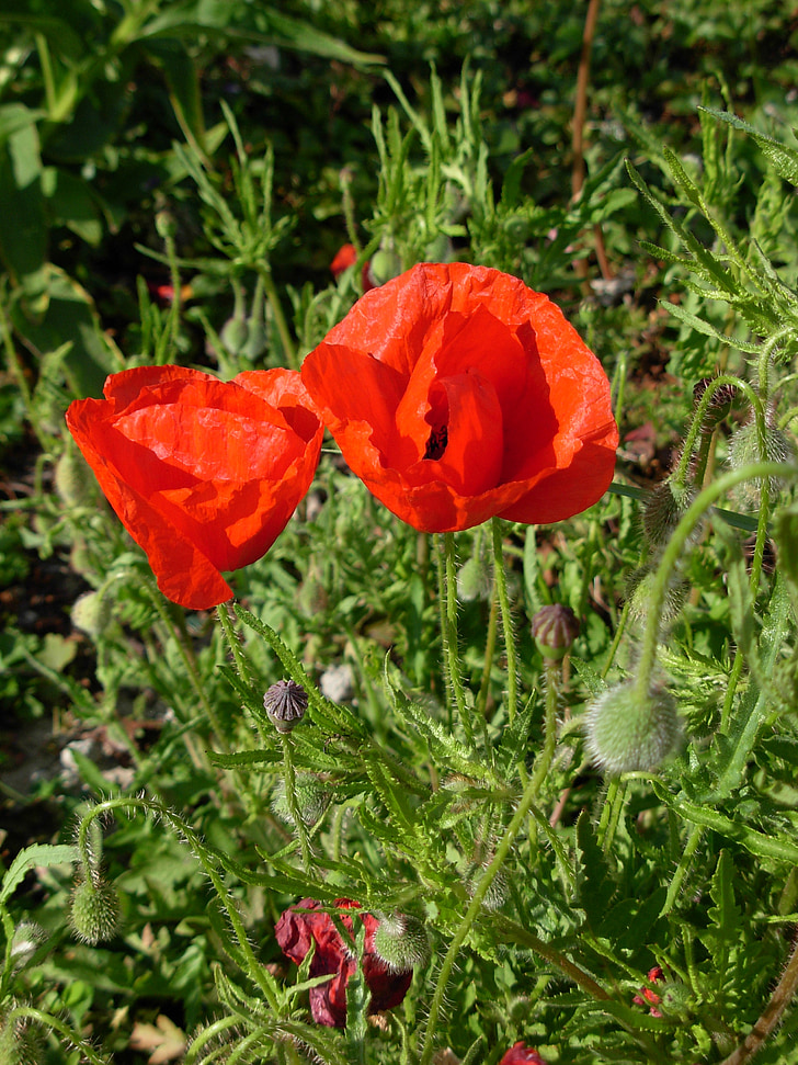 Blume, 1. Weltkrieg, Sommer, Mohn