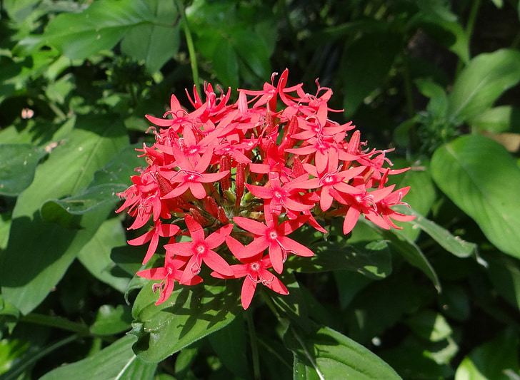 pentas, star flower, star cluster, pentas lanceolata, flower, red, rubiaceae