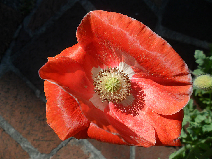 Mohn, Blume, rot, Pollen, Anlage, Floral, Frühling
