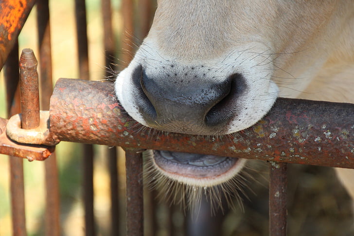 calf, nose, fence, stainless, snout, animal, farm