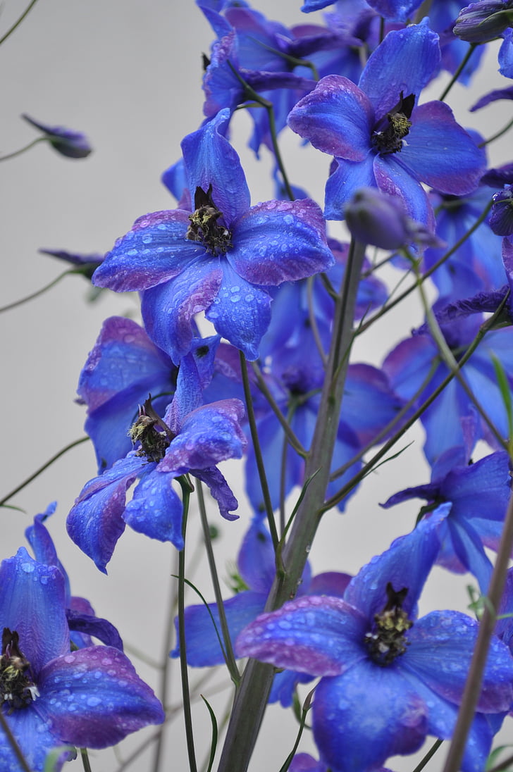 larkspur, สีฟ้า, ดอกไม้, ปิด