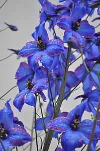 Larkspur, mavi, çiçek, Kapat