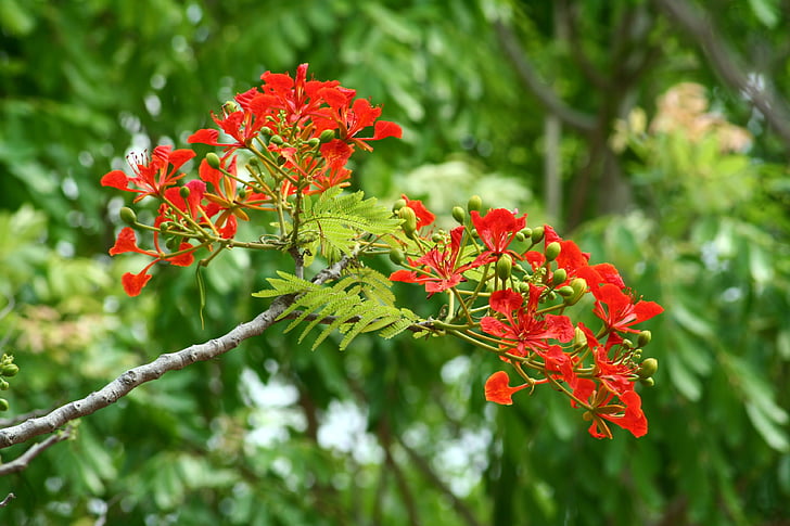 o Flamboyant, África, natureza, vermelho, árvore, Poinciana, verde
