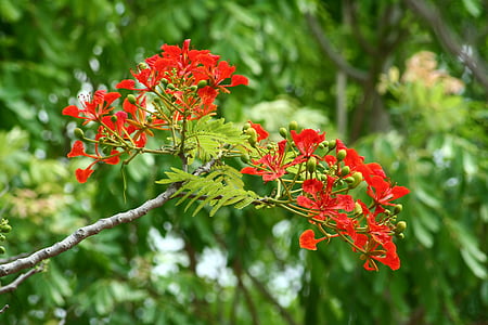 flamboyant, Afrika, natur, rød, treet, Poinciana, grønn