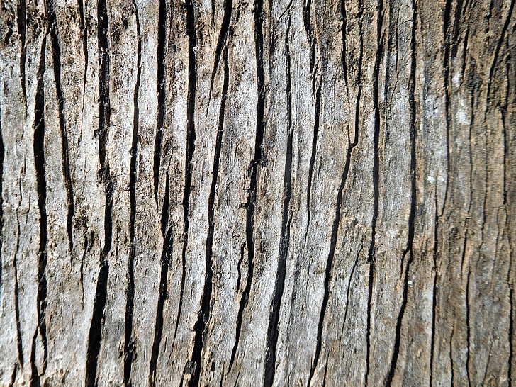 una corteccia di albero di Palma, corteccia, una corteccia di albero di Palma fan d'argento, naturale, trama, natura, Palma
