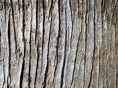 una corteza de palmera, corteza, una corteza de árbol de palmera plata, natural, textura, naturaleza, Palma