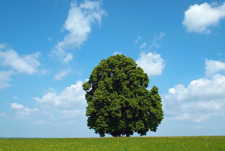 drzewo, Natura, oberschönenfeld, błękitne niebo, Latem, Lone tree, Coma