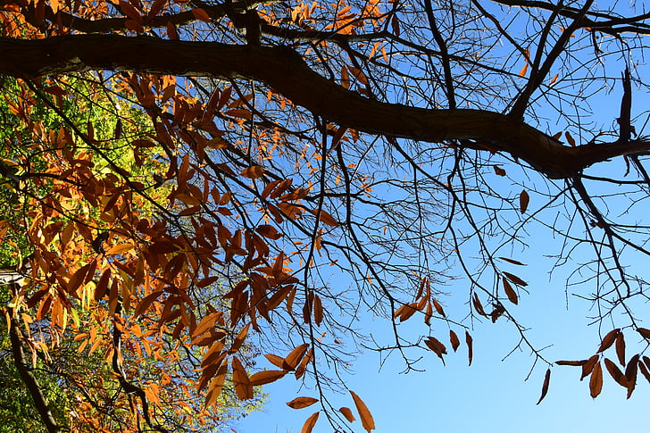 hösten, Stick, torra träd, gammalt träd, landskap, naturen, Höstens färger