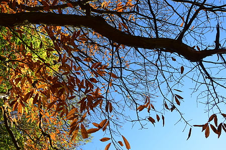 Outono, vara, árvore seca, árvore velha, paisagem, natureza, cores de outono