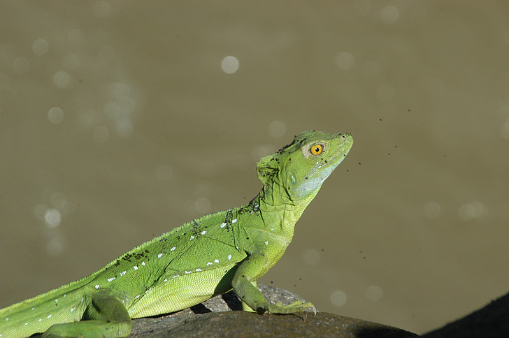 Gecko, øgle, natur, Reptile, dyr, dyreliv, Iguana
