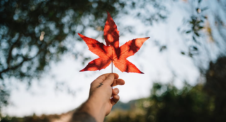 Maple, daun, foto, musim gugur, tangan, perubahan, daun maple