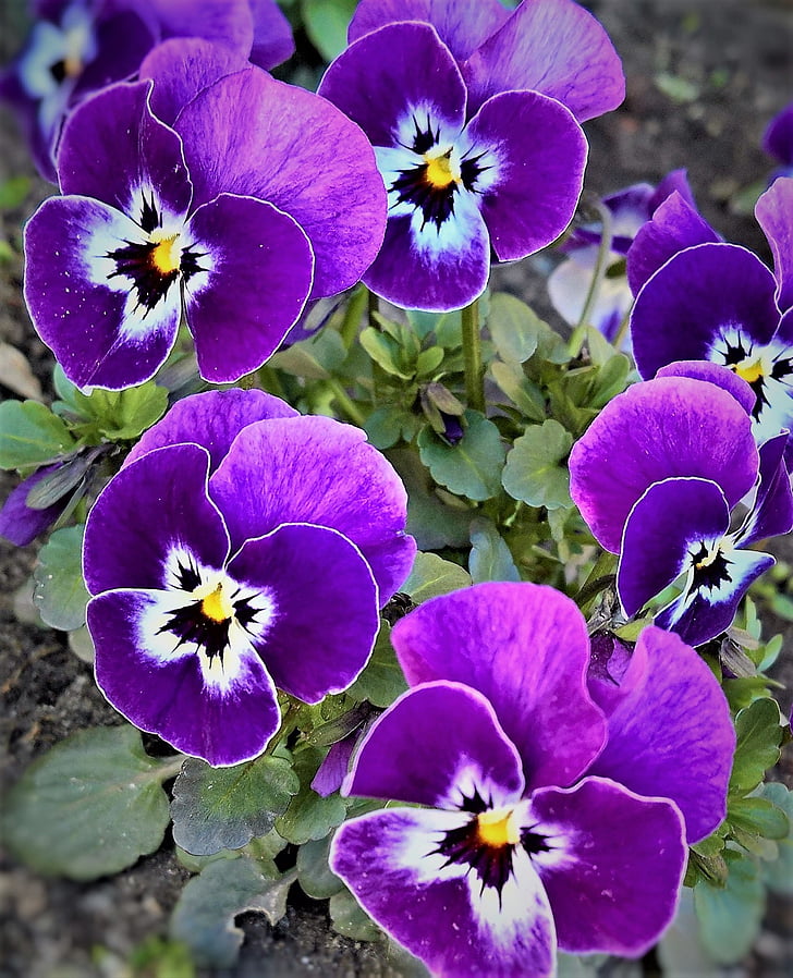 Pansy, 400 – 500, flores de primavera, violeta, con pequeñas caras, jardín, colorido