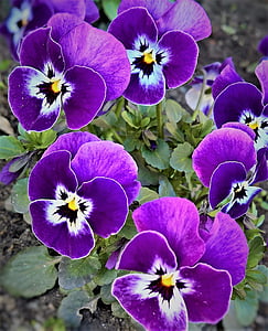 三色堇, 400 — — 500, 春天的花朵, 紫罗兰色, 小脸, 花园, 多彩