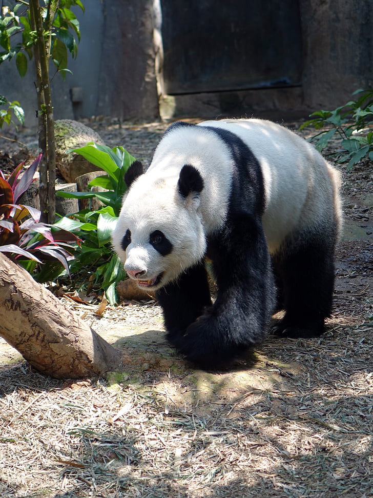 панда, животните, застрашени, редки, защитени, бамбук, национално съкровище