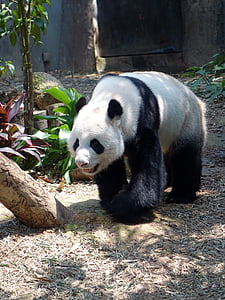 Panda, dzīvnieku, apdraudētas, reti, aizsargāti, bambusa, nacionālā bagātība