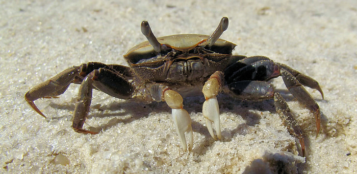 elle crabe, crabe du violoniste, saumâtre, eau salée, sable, nature, Marine