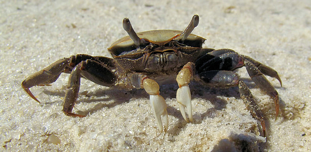 she crab, fiddler crab, brackish, salt water, sand, nature, marine